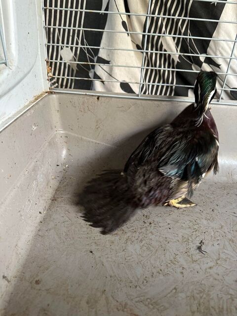 cherche femelle carolin 20 44810 Hric