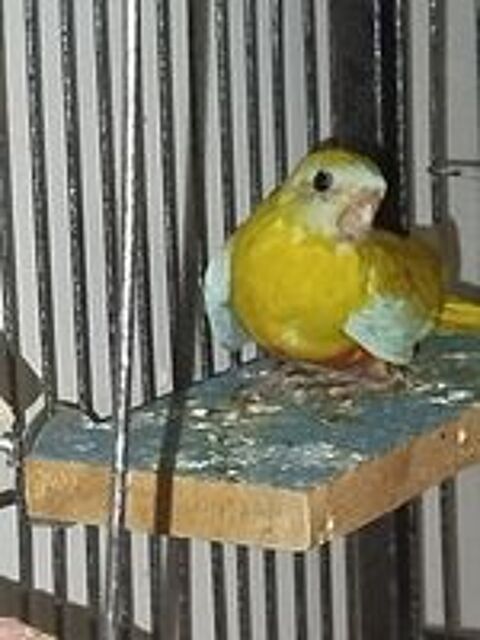   Turquoisine  