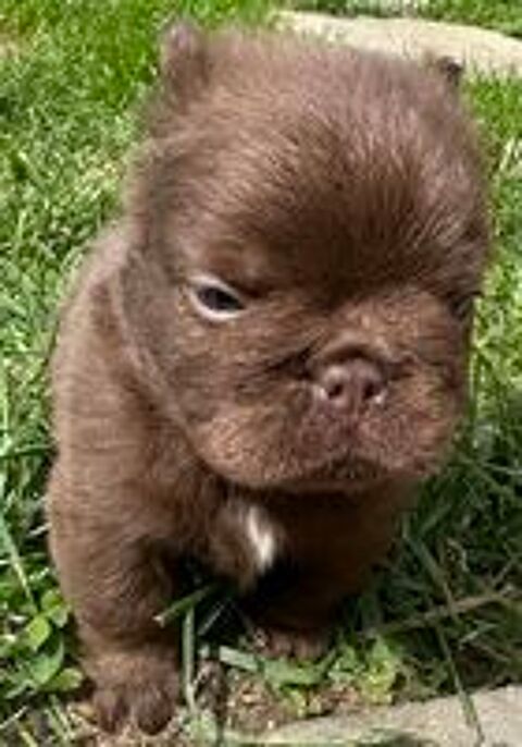   Chiot bouledogue français fluffy  
