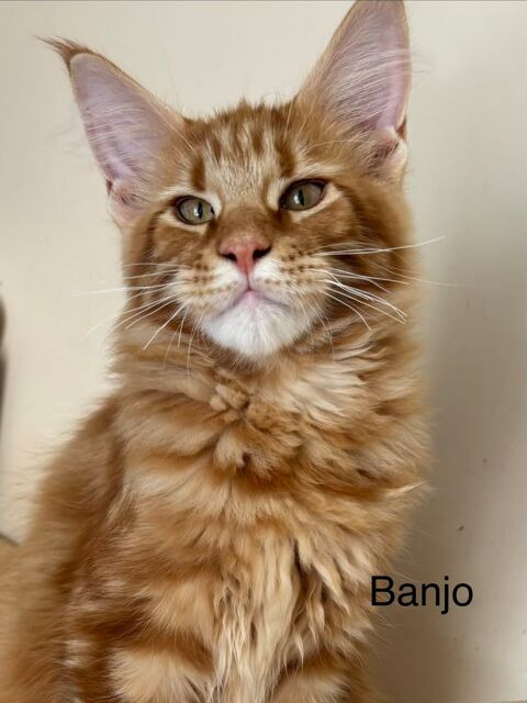 Magnifique chatons Maine coon  850 91670 Angerville
