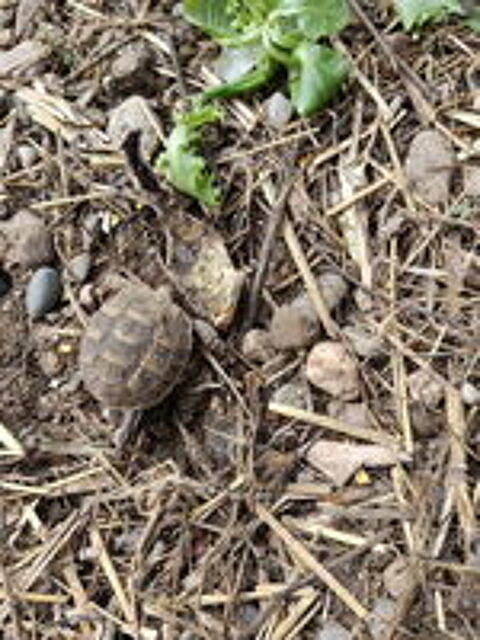  bb tortue 2026 