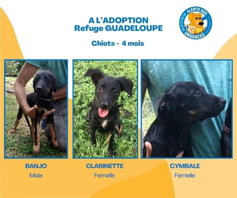 CLARINETTE, BANJO et CYMBALE au refuge en guadeloupe 0 75018 Paris