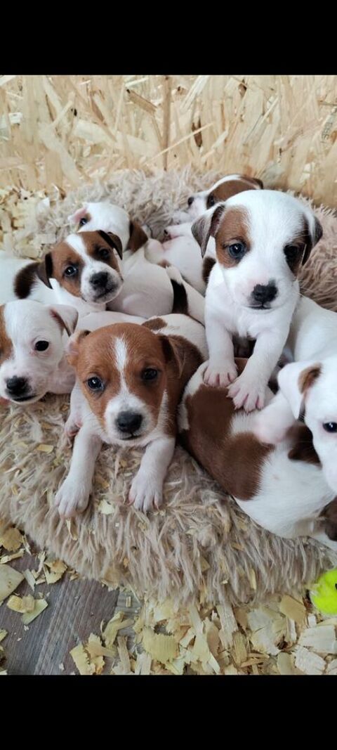 CHIOTS JACK RUSSEL dans les Landes (40) &agrave; partir du 5/09 700 40140 Magescq