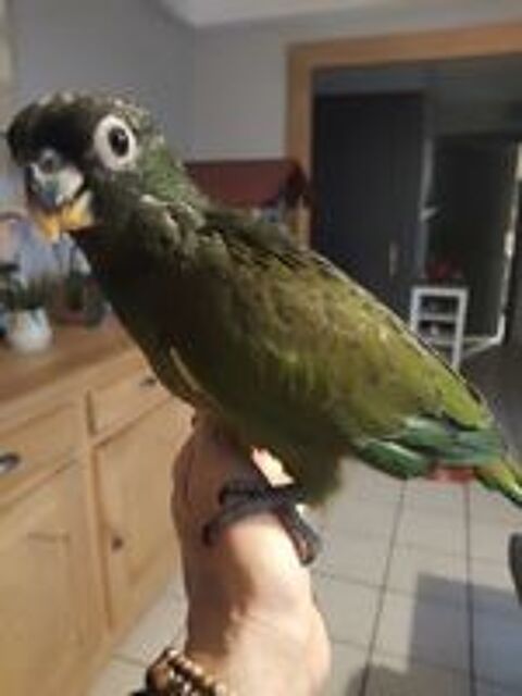   Perroquets pionus Maximilien 