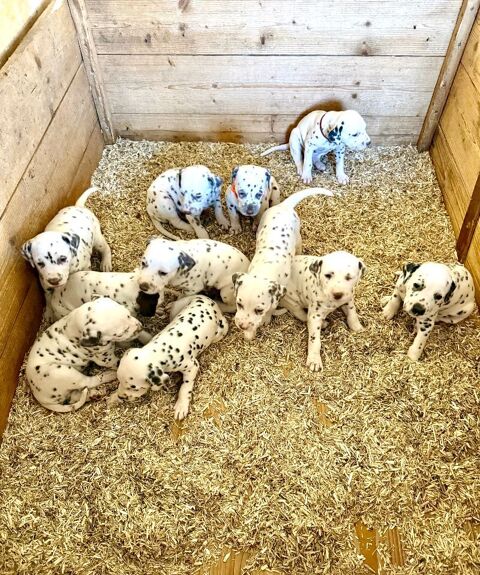 Chiots type dalmatien 850 21510 Minot