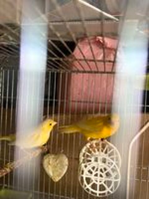   CANARIS 