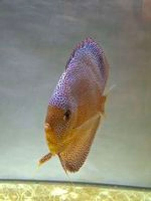  Discus 