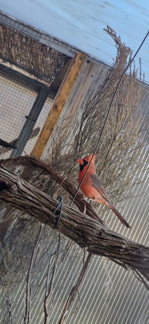 Cardinaux rouge 0 31220 Le plan