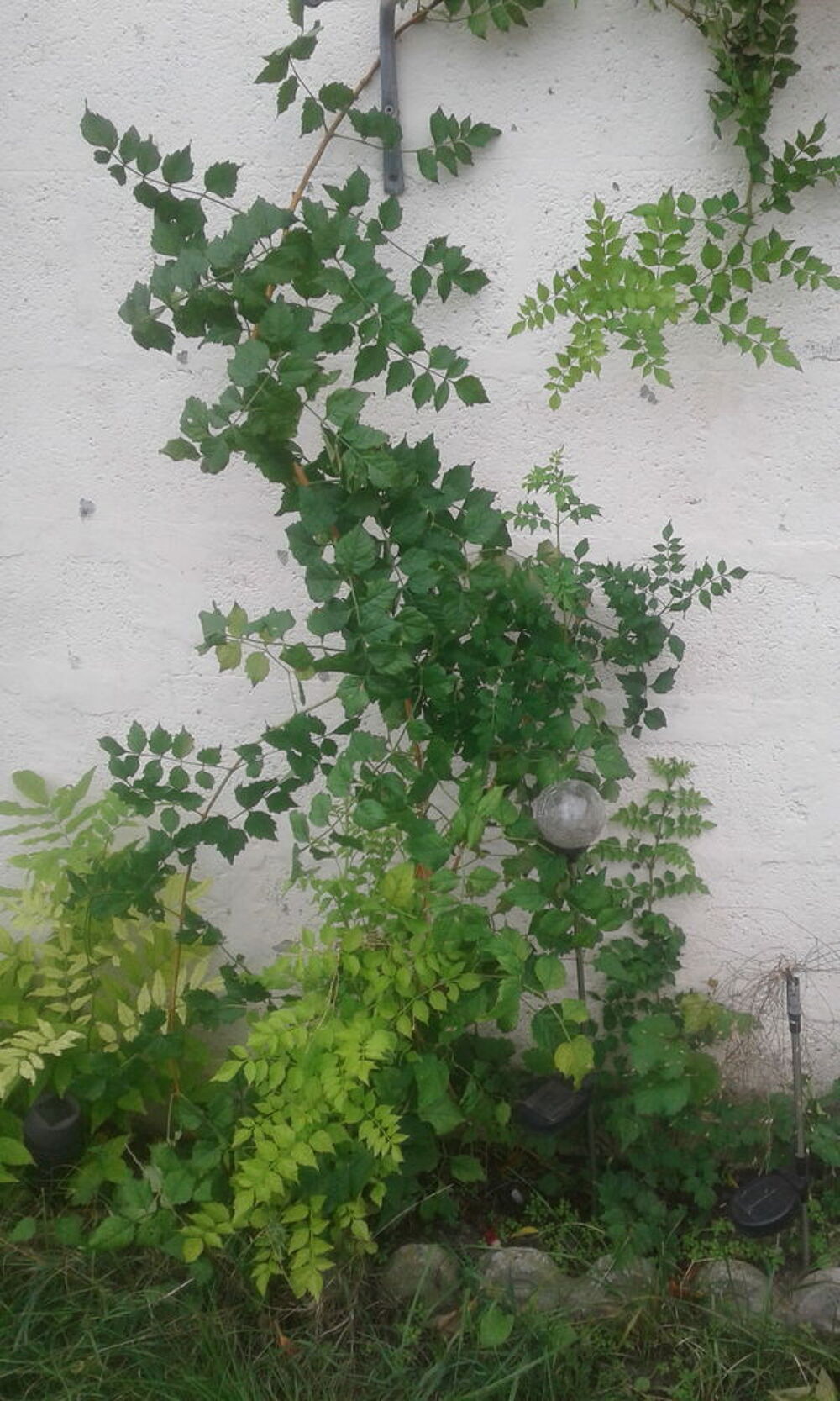 Plant Glycine et plant Campis Indien Jardin