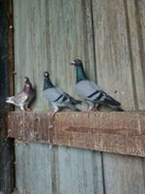   pigeons voyageurs 