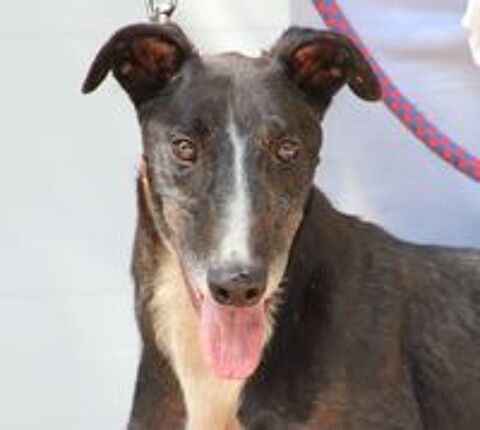   VERSACE, 3 ans le galgo parfait 