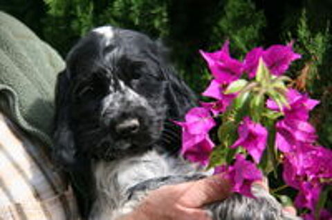   Chiots cockers anglais LOF 