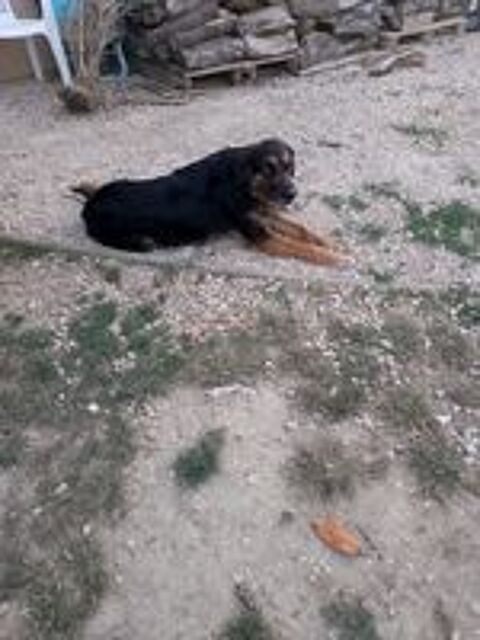   donne chien 