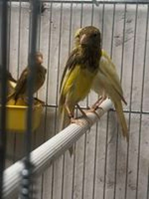   couple Canaris osos 