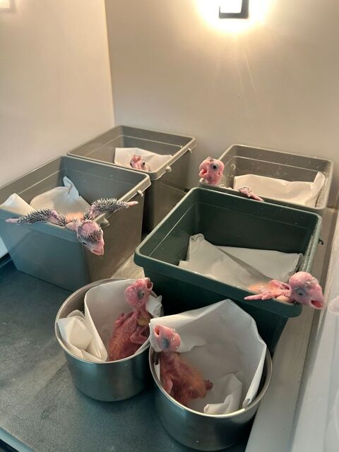 &Agrave; r&eacute;server cacato&egrave;s rosalbin EAM 980 18500 Mehun-sur-y�vre
