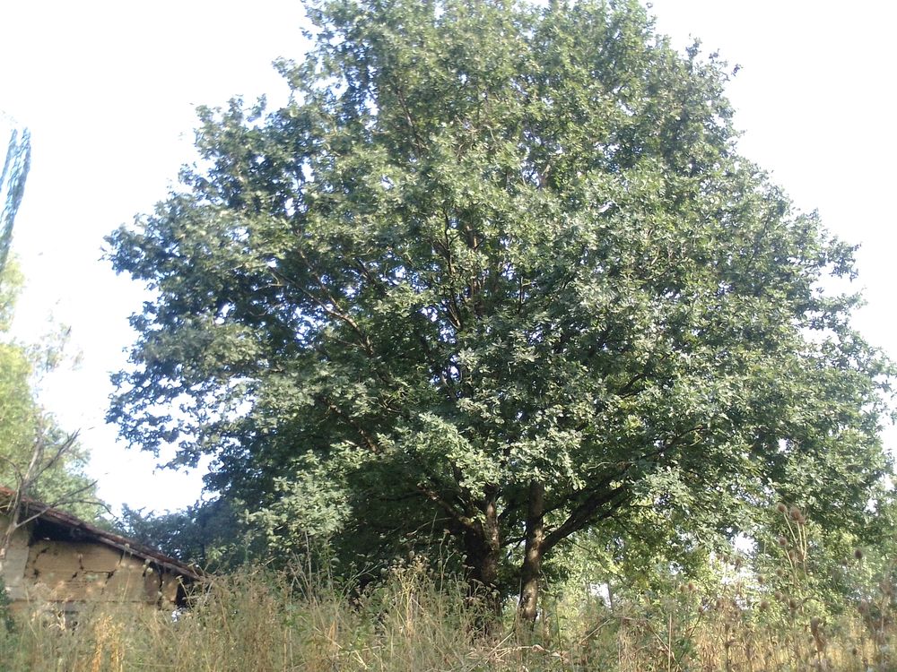Vente Ferme (RARE !) Ferme à rénover avec terrain attenant 17000 m2 Bourg-en-bresse