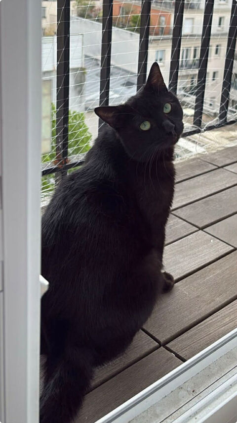 Wesley, un amour de jeune chat 180 93230 Romainville