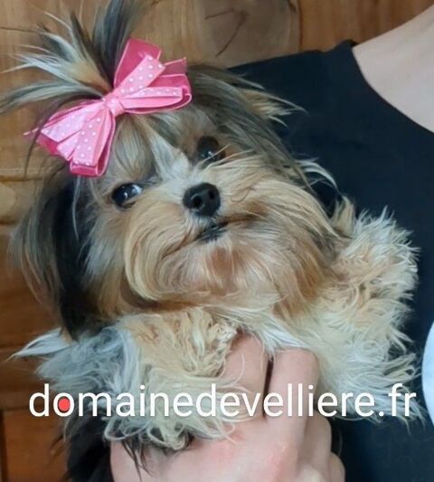 male biewer miniature 1200 38890 Montcarra