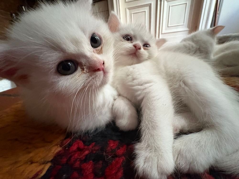 Chatons Jardin