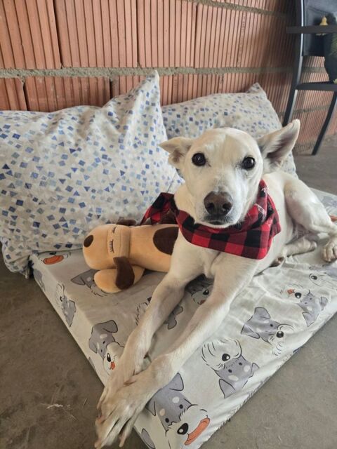 PISTOLE, 10 ans, un chien merveilleux ! 195 24140 Douville