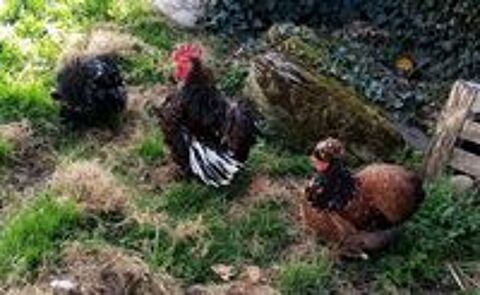   Oeufs fconds de poules d'ornements
