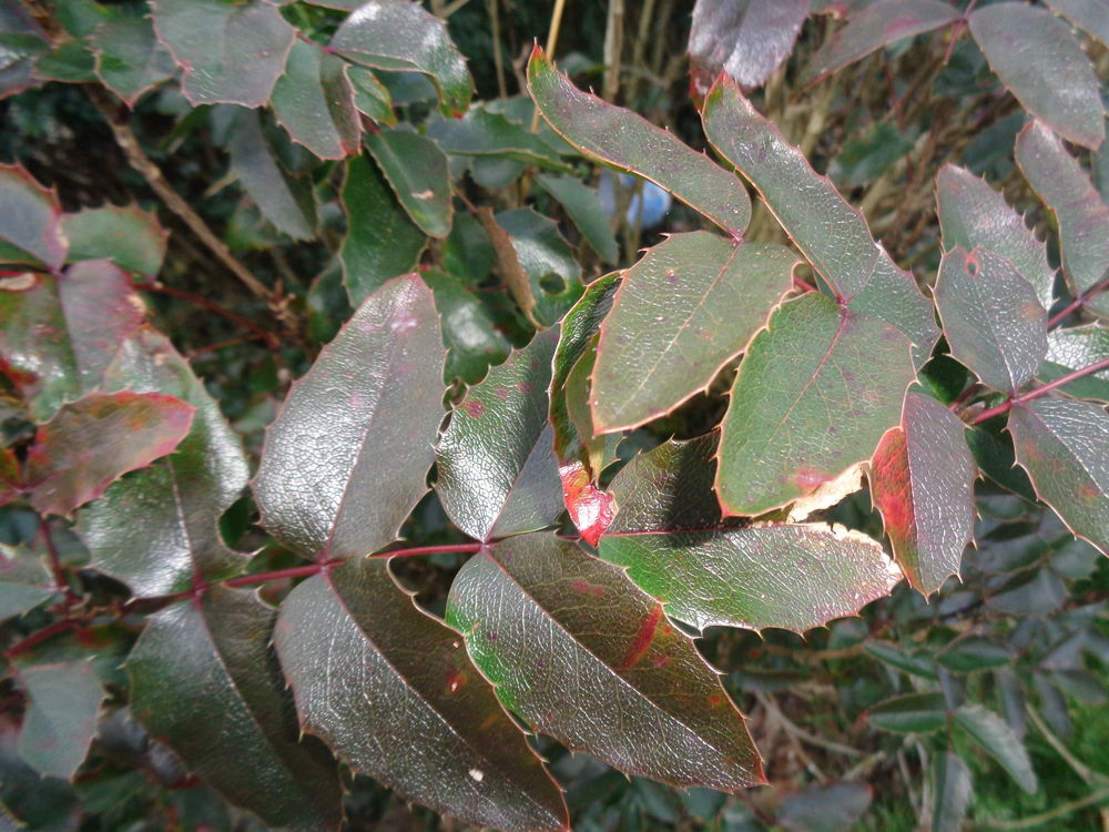 mahonia Jardin