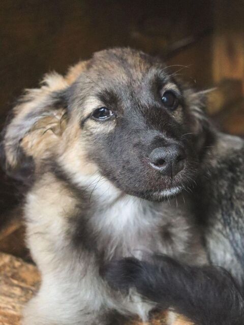 KASSIE         sauvee par des militaires en Ukraine 0 75018 Paris