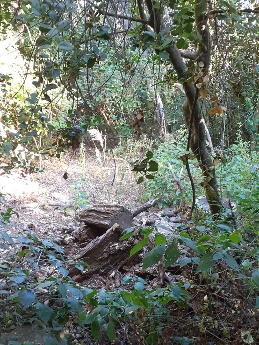 cherche un jardin partage sur Marseille ardt 9 10 8 11 eme. Jardin