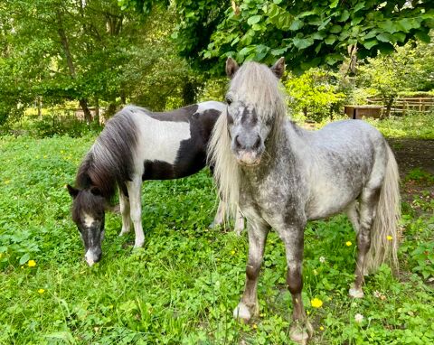 Cheval miniature Amha 500 60260 Lamorlaye