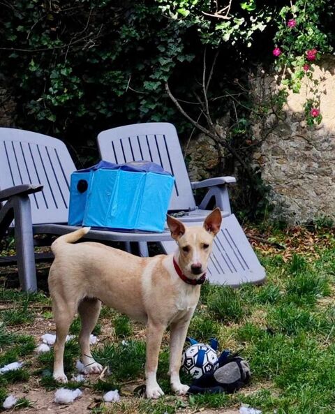 Gribouille, femelle croisée berger, née le 25/10/2024 &#128054; &#10024; 380 91000 vry