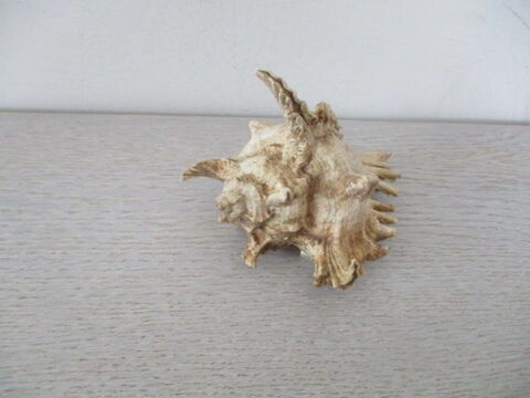 coquillage 10 Castres (81)
