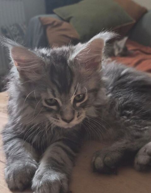 B&eacute;b&eacute;s Maine Coon Femelle Black Silver 1000 77300 Fontainebleau