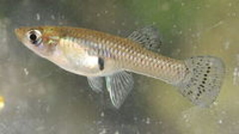  gambusies (guppy d eau froide) 