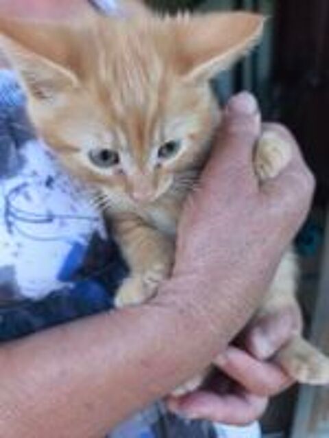   Donne chaton propre tel 0607581297 