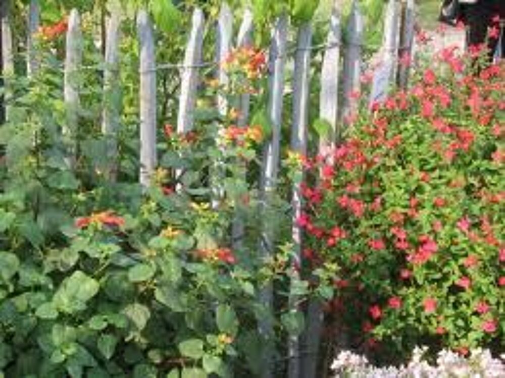 Ganivelle Ch&acirc;taigner Fran&ccedil;ais prix imbattable Jardin