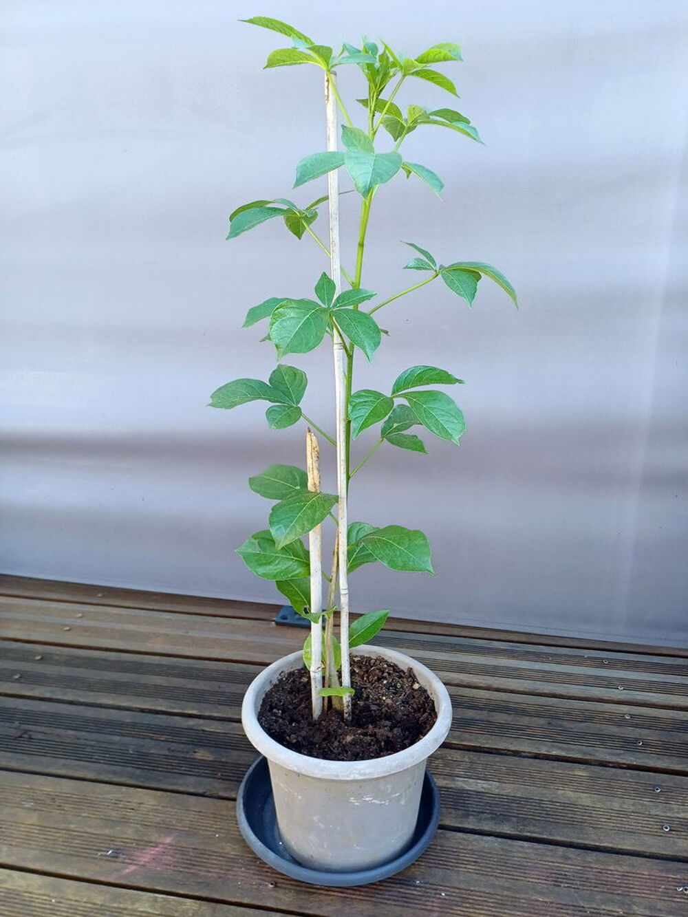 Superbe BAOBAB, hauteur 90cm de haut, en pot Jardin