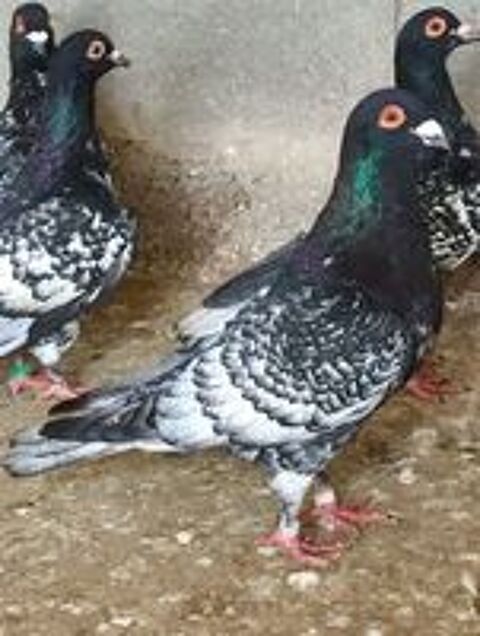   Pigeon de race 