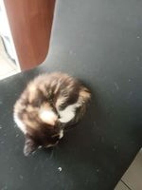   donne chatons 