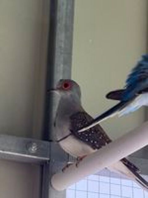   Colombes diamants couple  