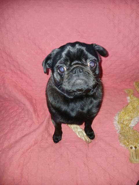 Chienne carlin 0 63380 Condat-en-combraille