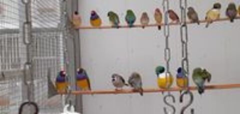   oiseaux exotique de voliere 