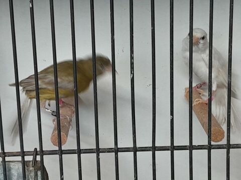 FEMELLES  CANARIS RAZAS 30 95170 Deuil-la-barre