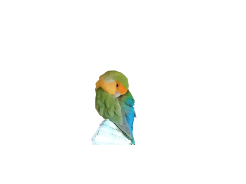 Cherche une femelle ins&eacute;parable agapornis  0 75019 Paris