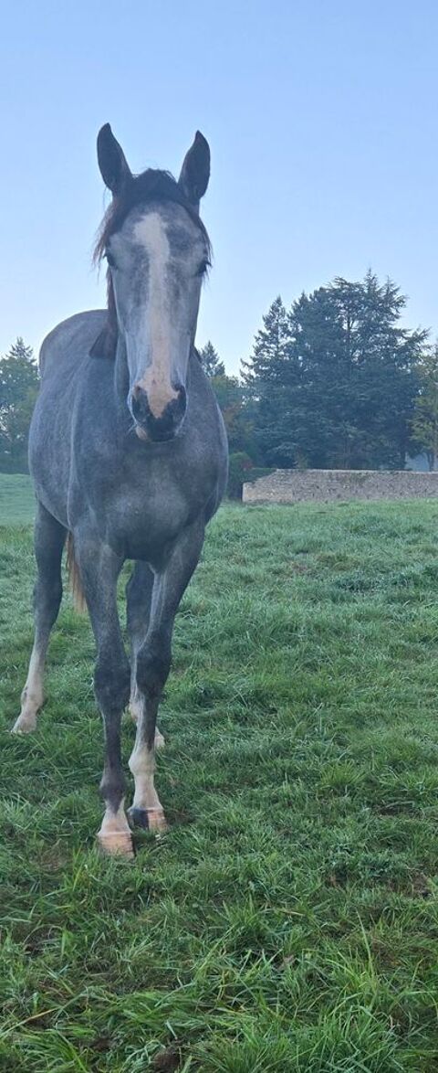 OSIRIS 12000 63290 Paslires