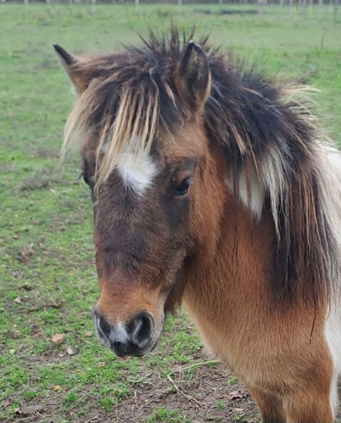 tr&egrave;s belle ponette shetland 3 ans 1200 72200 La fl�che