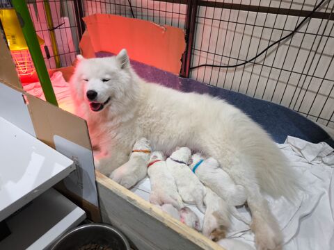 Chiots samoyède LOF 1400 87150 Oradour-sur-vayres