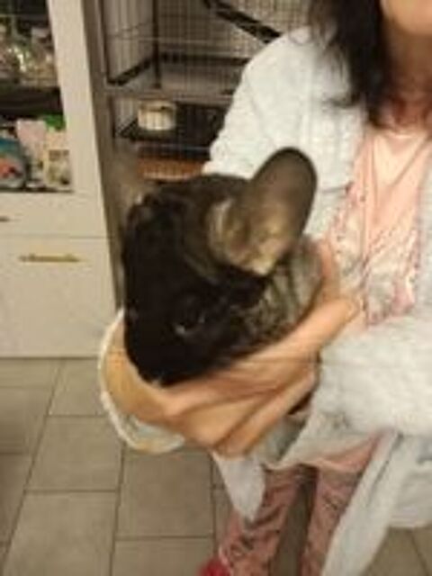   Chinchilla  