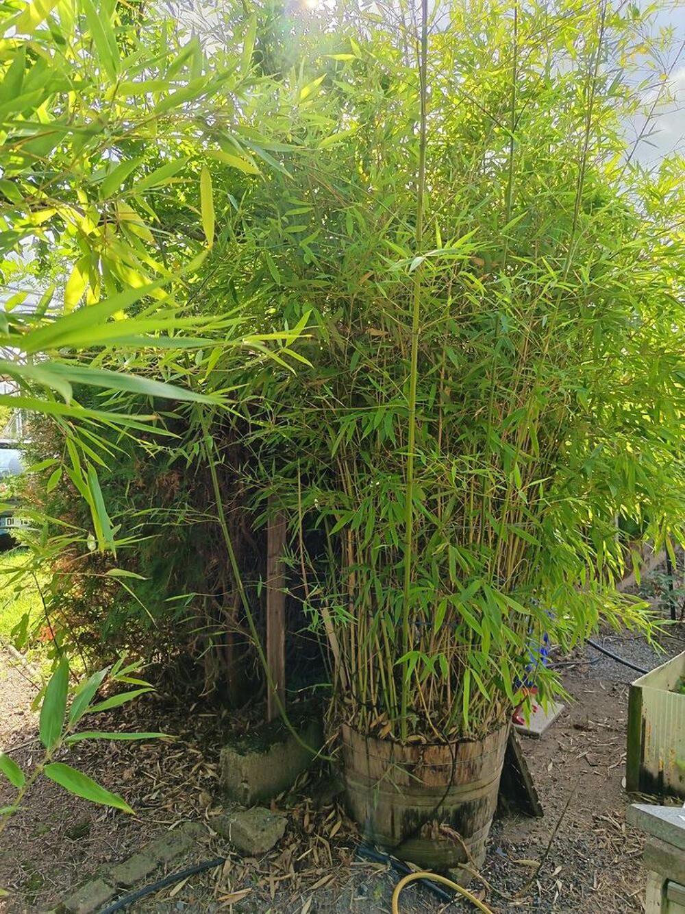 LOT DE 3 BAMBOUS 20 ANS D'&Acirc;GE Jardin
