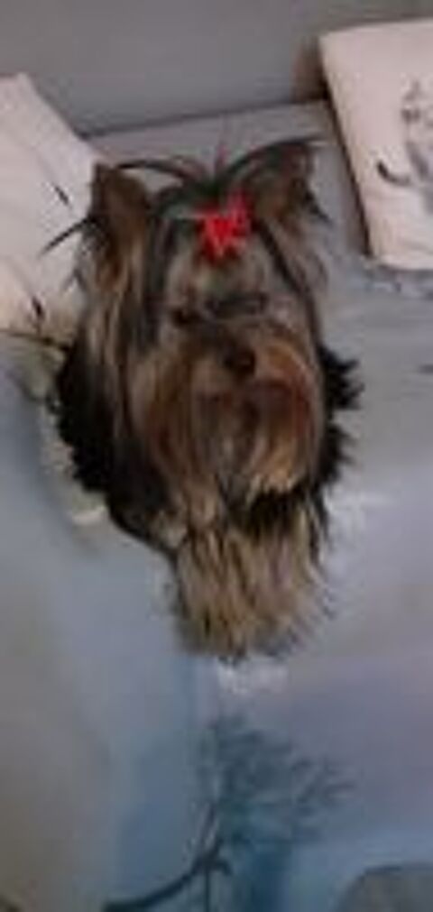   saillie Yorkshire terrier toy 