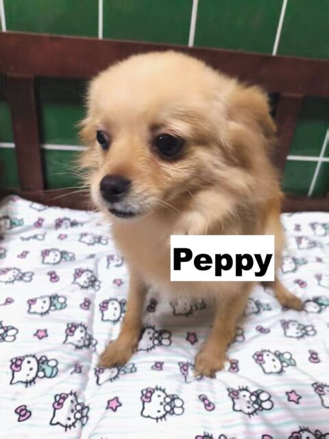PEPPY SE TROUVE DANS UN REFUGE EN CHINE 0 75018 Paris